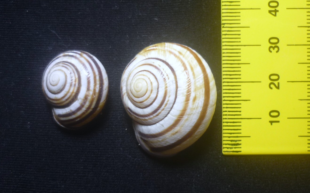 Cepaea nemoralis da Benevento